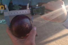 WhatsApp-Image-2025-06-18-at-4.18.57-PM