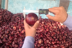 WhatsApp-Image-2025-06-18-at-4.19.00-PM