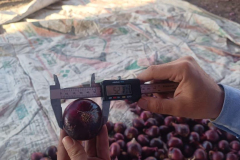 WhatsApp-Image-2025-06-18-at-4.19.04-PM