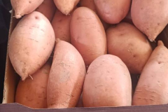 WhatsApp-Image-2025-06-18-at-4.20.14-PM