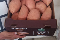 WhatsApp-Image-2025-06-18-at-4.20.18-PM