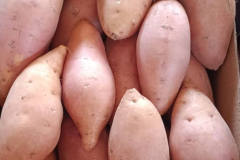 WhatsApp-Image-2025-06-18-at-4.20.49-PM