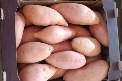 WhatsApp-Image-2025-06-18-at-4.20.58-PM