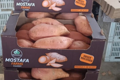 WhatsApp-Image-2025-06-18-at-4.21.12-PM