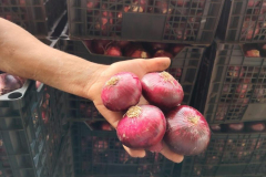 WhatsApp-Image-2025-06-18-at-4.21.29-PM