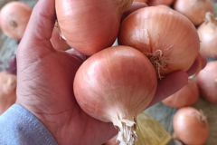 WhatsApp-Image-2025-06-18-at-4.27.23-PM