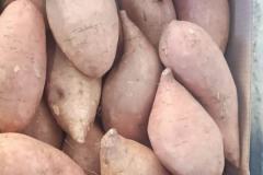 WhatsApp-Image-2025-06-18-at-4.27.56-PM-2