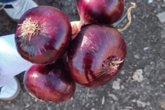 WhatsApp-Image-2025-06-18-at-4.27.56-PM