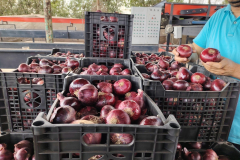 WhatsApp-Image-2025-06-18-at-4.31.32-PM-2